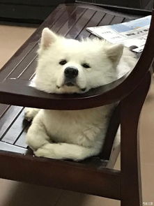 豆浆的一周年 从街头到家的温暖旅程