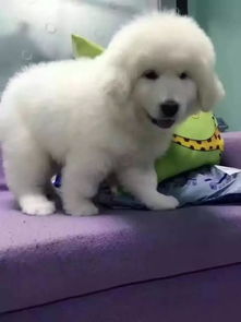 巨型犬大白熊 品质保障与健康承诺的完美选择