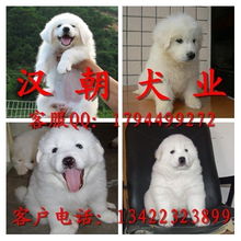 广州纯种狗购买指南 如何找到靠谱的大白熊犬