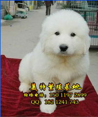 广州大白熊犬购买指南 如何找到靠谱的养狗场