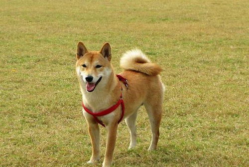 掉毛大户不止萨摩耶！这些宠物狗掉的毛，真能开“纺织厂”