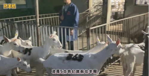 透明工艺，安心之选 谷登大白宠物羊奶，开启国内宠物食品新标准