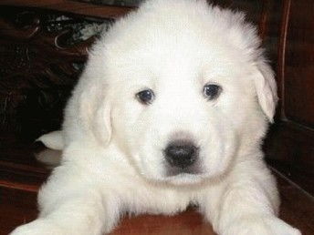 寻觅温暖陪伴 武汉纯种大白熊犬宝宝，健康有保障