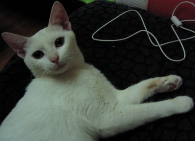 大白与小黑 篱笆网上最暖的母子情深