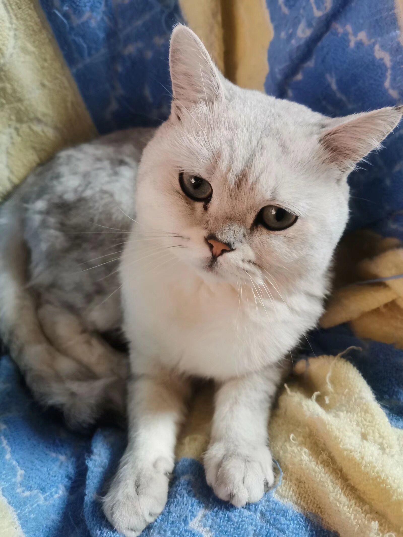 大白，你在哪里？——一个月的等待与寻找